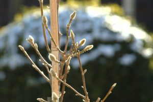 Pączki na magnolii, ogród piękny zimą