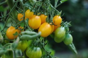 żółte pomidory koktajlowe we własnym ogródku od ziarenka uprawa pomidorów