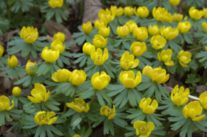 Wiosna w ogrodzie: żółte ranniki z cebulek