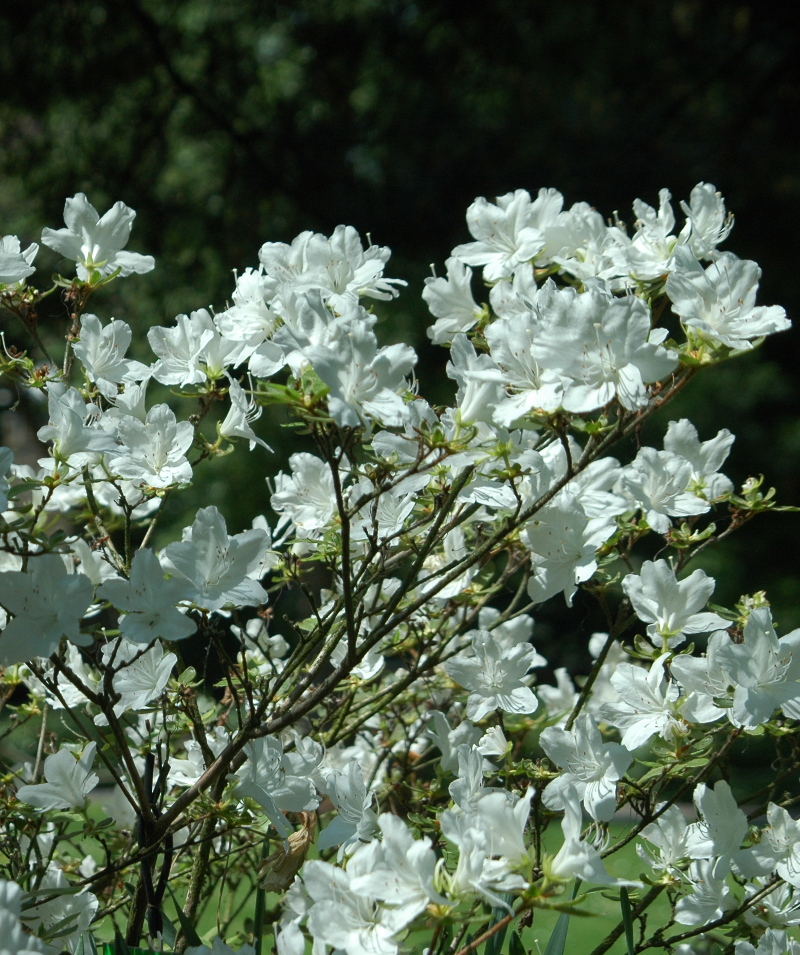 Biała azalia kwitnąca przed liśćmi