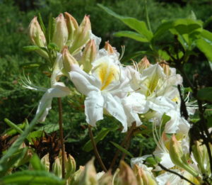 Białe kwiaty azalii w maju