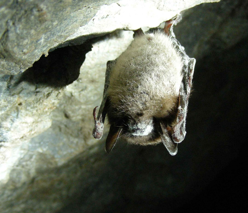 Nietoperze zimują często w jaskiniach