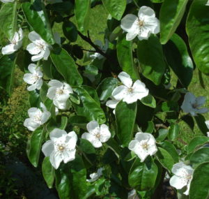 Białe kwiaty pigwy w maju