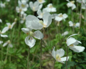 Delikatny i zwiewny biały zawilec wiosną