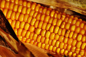 Kukurydza pieczona na grilu w liściach