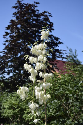 Jukka karolińska - te monumentalne kwiaty zakwitną w lipcu, i nie potrzebują do tego wody!