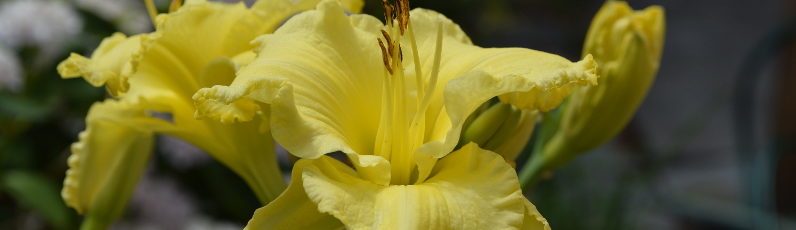 Liliowiec spokojnie dorównuje pięknością liliom.