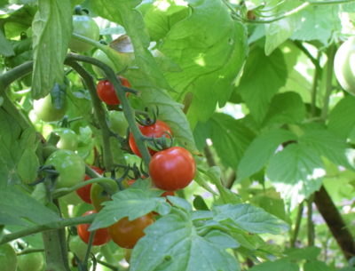 Czerwone pomidorki koktajlowe w lipcu