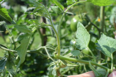 Wilk na pomidorze może też wyrosnąć na końcu gałązki, która kwitła i owocuje.
