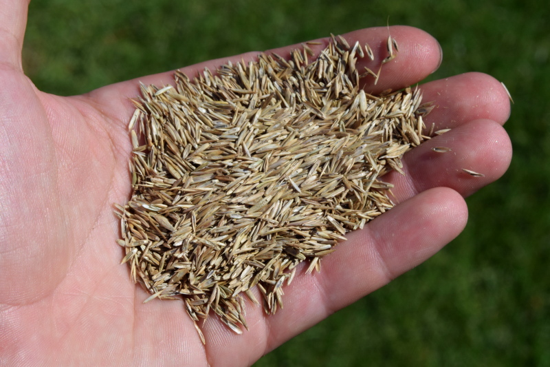 Nasiona trawy z wiechliną łąkową