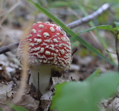 Piękne grzyby - muchomor czerwony, bardzo często spotykany.