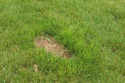 Efekty działalności psa na trawniku