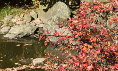 Przebarwione liście, owoce, woda - oto przepis na piękną jesień w ogrodzie.