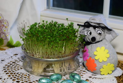 Rzeżucha na Wielkanoc z zajączkiem zrobionym z szarej skarpety. Rzeżucha na Wielkanoc z zajączkiem zrobionym z szarej skarpety.