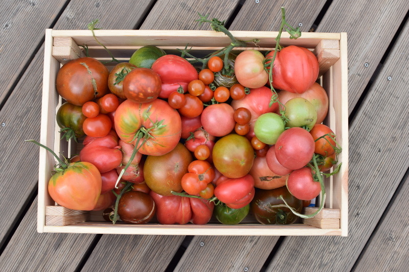 Takie pomidory to owoc pracy kogoś, kto dobrze wiedział kiedy siać warzywa i jakie!