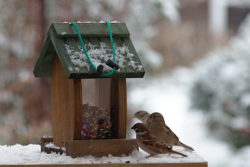 Dokarmianie ptaków zimą