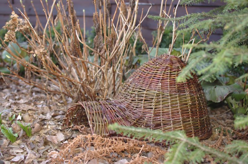 domek dla jeża koło krzaków hortensji w ogrodzie