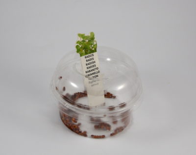 Kiełkownica biodegradowalna z namoczonymi nasionami rzodkiewki