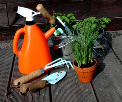 konewka ze spryskiwaczem, niebieskie narzędzi i zioła