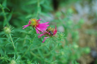 Pszczoła na kwiatach astrów nowobelgijskich