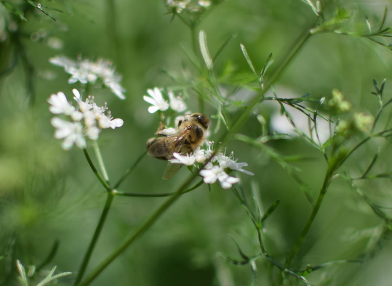 Pszczoła na kwiatach kolendry