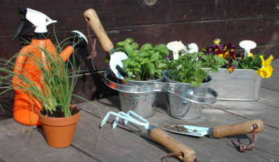 Podwójne zioła w doniczce z konewką i narzędziami