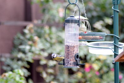 Karmnik tubowy dla sikorek i małych ptaków