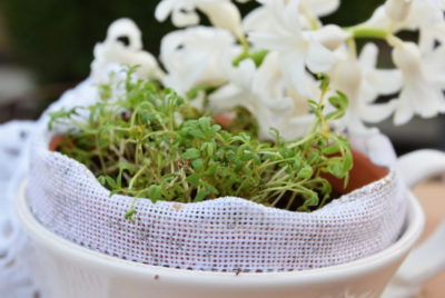 Rzeżucha na stole w bieli, która eksponuje kolor rośliny