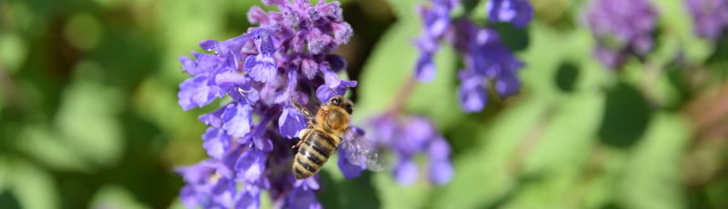 Praca pszczół jest bezcenna dla środowiska i dla nas.