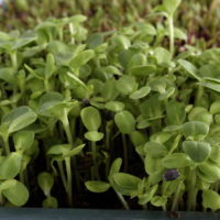 słonecznik nasiona microgreens