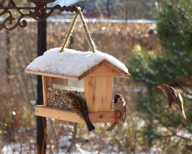 Ptaki dzikie zimą