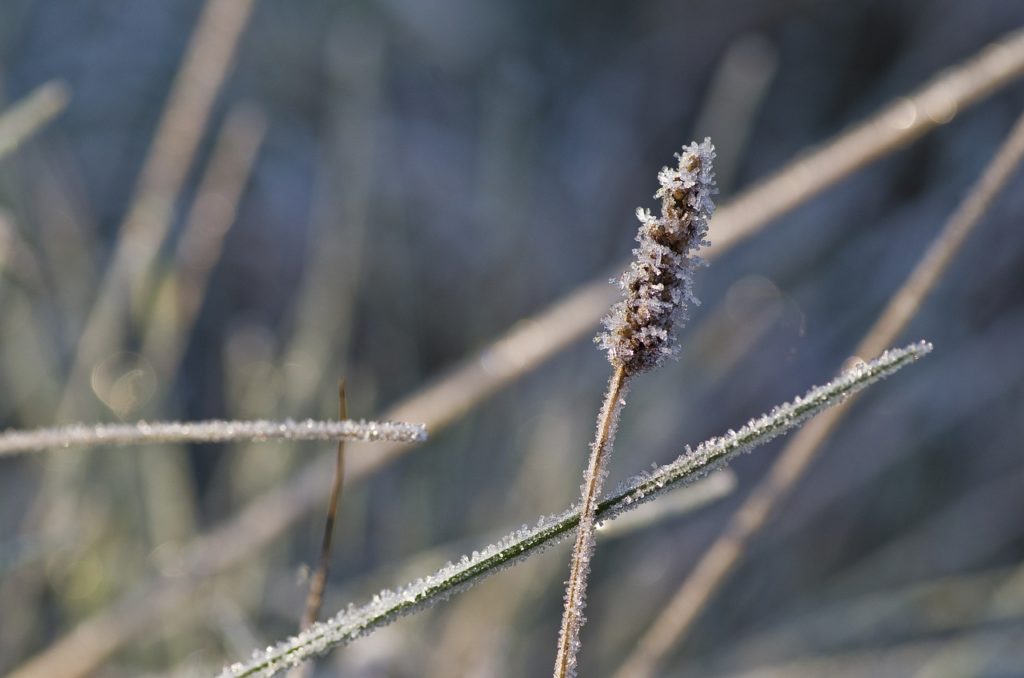 Jak wygląda łąka zimą