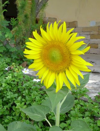 Niski słonecznik na kwiat cięty