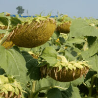 słonecznik mas 83 su