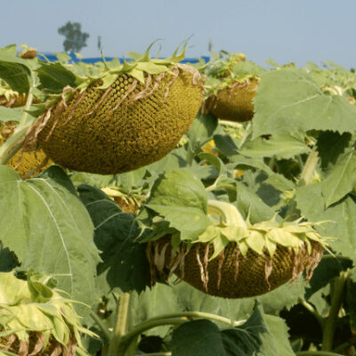 słonecznik mas 83 su