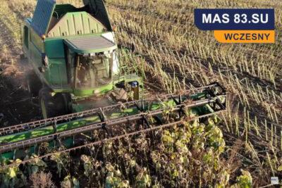 słonecznik mas 83 SU