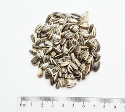 Wielkość nasion słonecznik pasiasty mikroliście