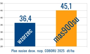 słonecznik mas 900 su plon coboru 2025