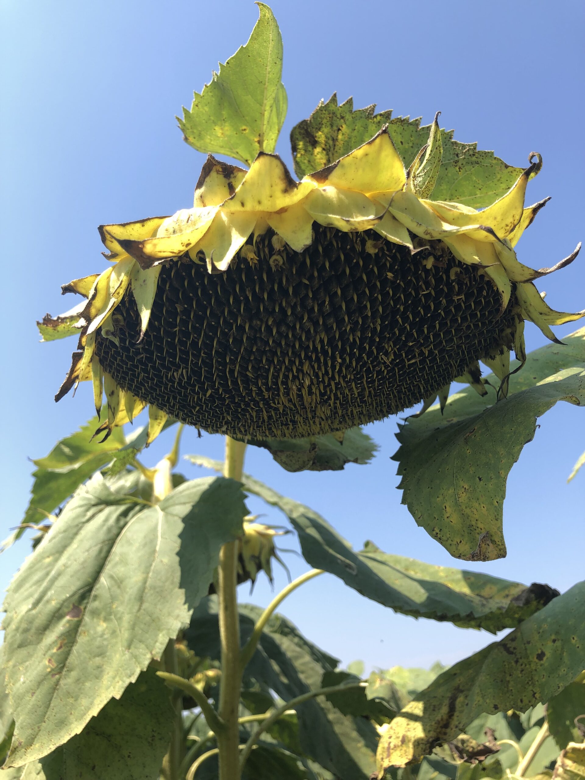 słonecznik-mas900su