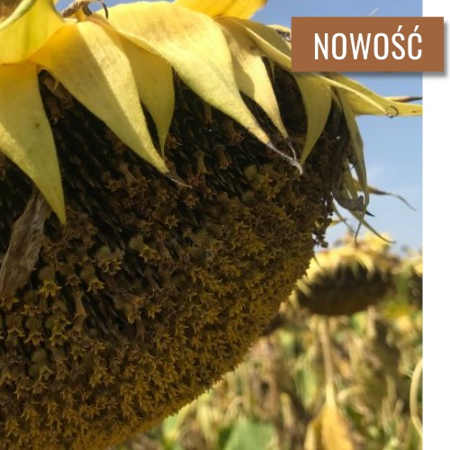 słonecznik mas 823 su